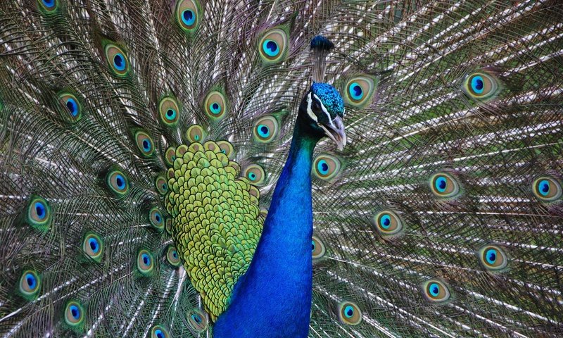 Обои птица, клюв, павлин, хвост, оперение, bird, beak, peacock, tail разрешение 1920x1280 Загрузить