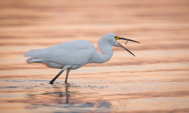 Обои вода, птица, клюв, цапля, белая цапля, water, bird, beak, heron, white egret разрешение 2000x1333 Загрузить