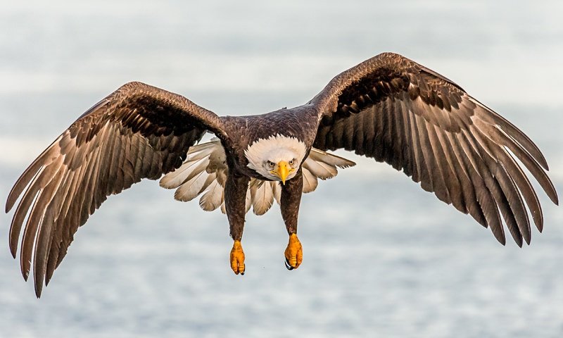 Обои полет, крылья, птица, клюв, белоголовый орлан, flight, wings, bird, beak, bald eagle разрешение 3575x2860 Загрузить