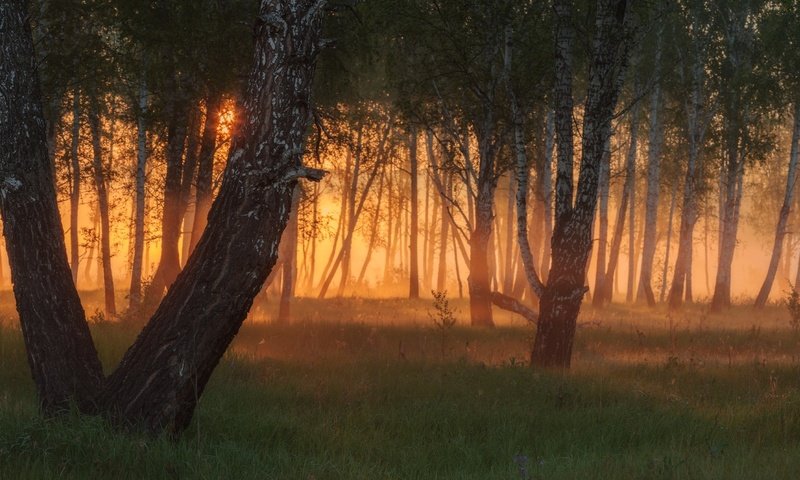 Обои деревья, вечер, солнце, лес, закат, лучи, туман, trees, the evening, the sun, forest, sunset, rays, fog разрешение 1920x1080 Загрузить