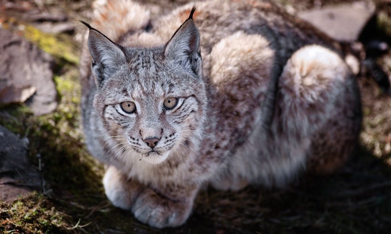 Обои рысь, лежит, хищник, дикая кошка, lynx, lies, predator, wild cat разрешение 1920x1200 Загрузить