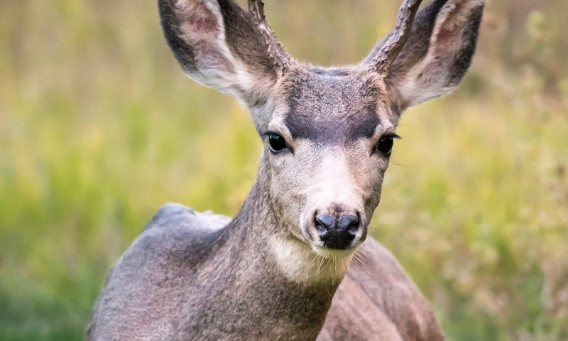Обои олень, поле, животное, рога, дикая природа, белохвостый олень, кабарга, deer, field, animal, horns, wildlife, white-tailed deer, musk deer разрешение 2200x3300 Загрузить