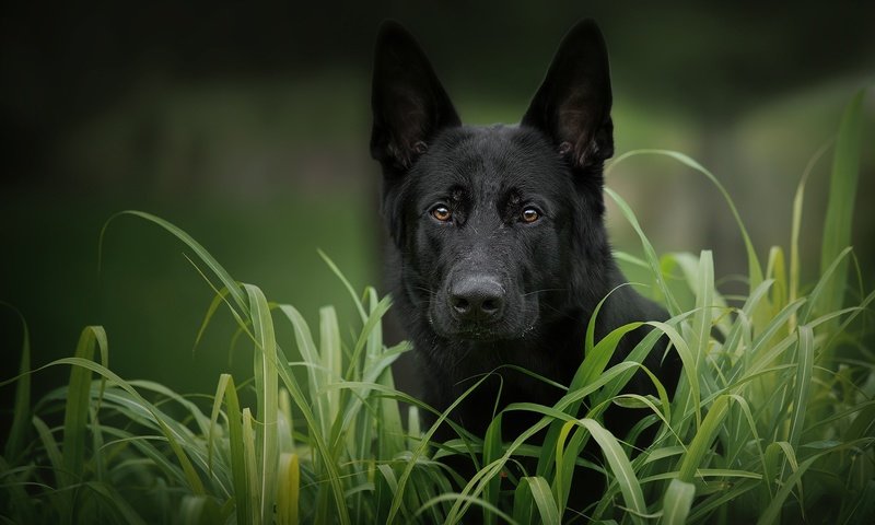 Обои морда, трава, взгляд, собака, черная, немецкая овчарка, face, grass, look, dog, black, german shepherd разрешение 2048x1365 Загрузить