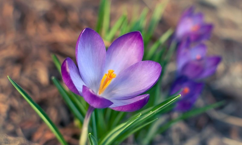 Обои цветы, лепестки, весна, крокус, шафран, flowers, petals, spring, krokus, saffron разрешение 1920x1200 Загрузить