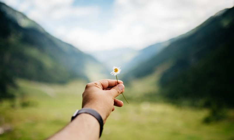 Обои рука, цветок, часы, ромашка, hand, flower, watch, daisy разрешение 3000x2000 Загрузить