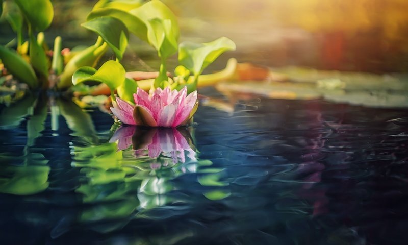 Обои вода, природа, размытость, кувшинка, нимфея, водяная лилия, water, nature, blur, lily, nymphaeum, water lily разрешение 2048x1366 Загрузить