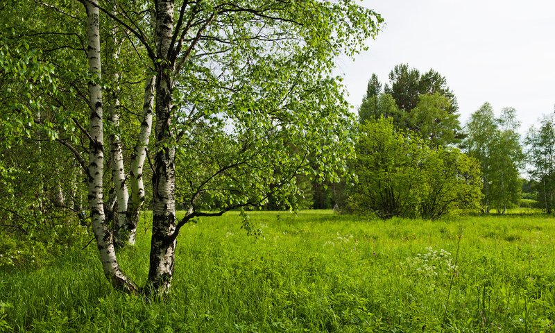 Обои трава, деревья, лес, березы, поляна, луг, березки, grass, trees, forest, birch, glade, meadow разрешение 2560x1600 Загрузить