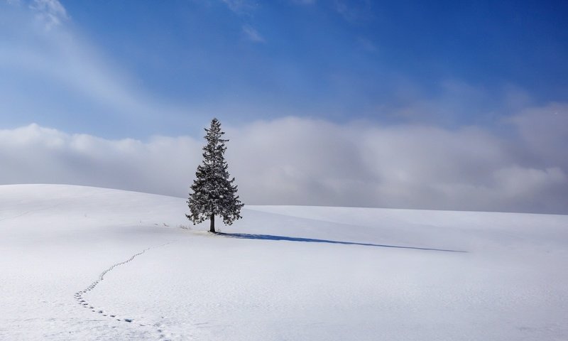 Обои небо, облака, снег, елка, зима, ель, следы, the sky, clouds, snow, tree, winter, spruce, traces разрешение 1920x1080 Загрузить