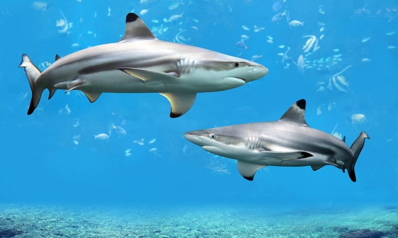 Обои рыбы, акула, подводный мир, акулы, fish, shark, underwater world, sharks разрешение 2560x1600 Загрузить