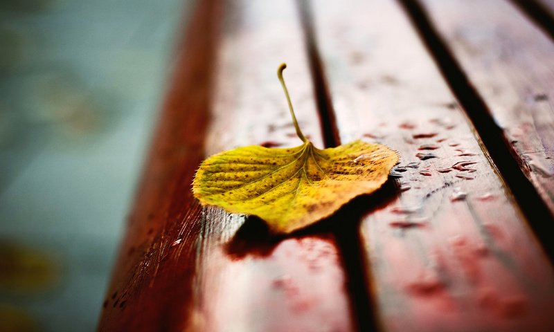 Обои осень, лист, скамейка, капли дождя, autumn, sheet, bench, raindrops разрешение 1920x1200 Загрузить