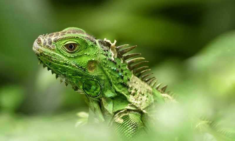 Обои ящерица, рептилия, игуана, боке, lizard, reptile, iguana, bokeh разрешение 2048x1152 Загрузить