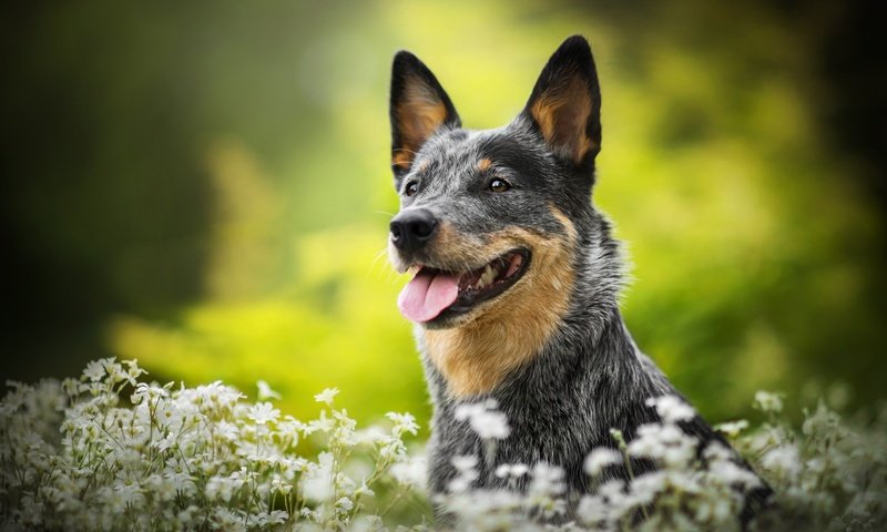 Обои цветы, собака, боке, люси, австралийская пастушья, dackelpuppy, flowers, dog, bokeh, lucy, australian cattle разрешение 2048x1367 Загрузить