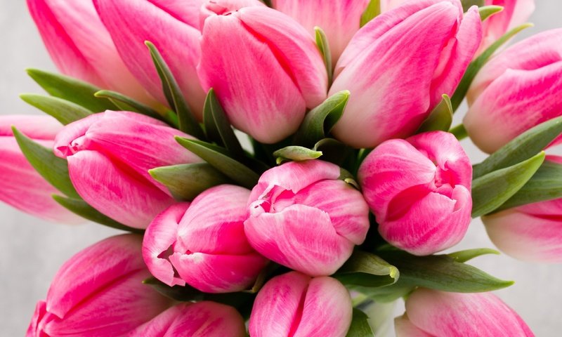 Обои цветы, букет, тюльпаны, розовые цветы, flowers, bouquet, tulips, pink flowers разрешение 1920x2880 Загрузить