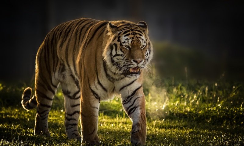 Обои тигр, кошка, хищник, большая кошка, tiger, cat, predator, big cat разрешение 2880x1800 Загрузить