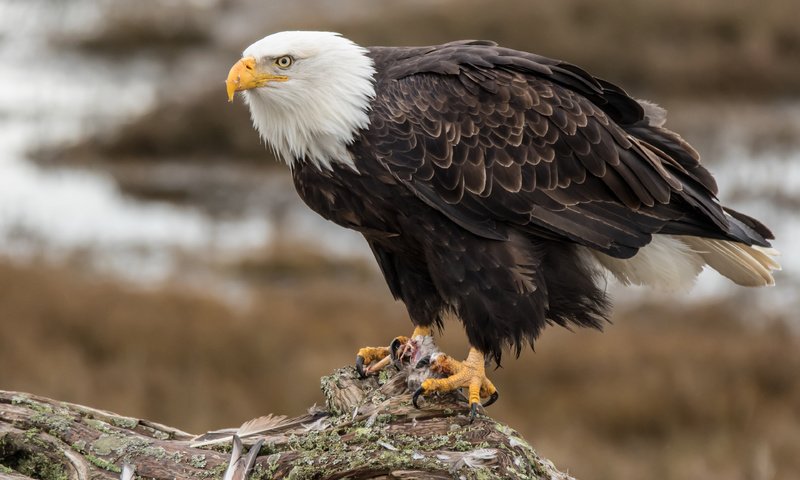 Обои орел, птица, клюв, перья, орлан, белоголовый орлан, eagle, bird, beak, feathers, orlan, bald eagle разрешение 3840x2400 Загрузить