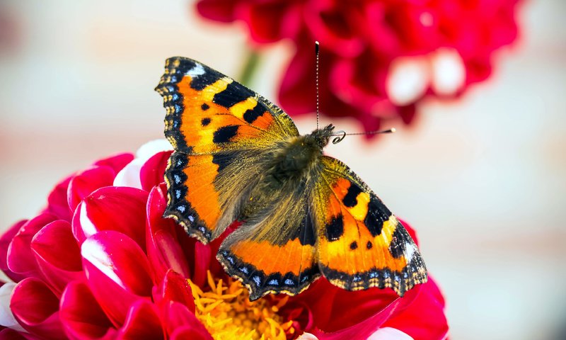 Обои насекомое, цветок, лепестки, бабочка, крылья, крапивница, insect, flower, petals, butterfly, wings, urticaria разрешение 3840x2400 Загрузить