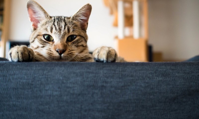 Обои глаза, фон, кот, мордочка, усы, кошка, взгляд, лапки, eyes, background, cat, muzzle, mustache, look, legs разрешение 2880x1800 Загрузить