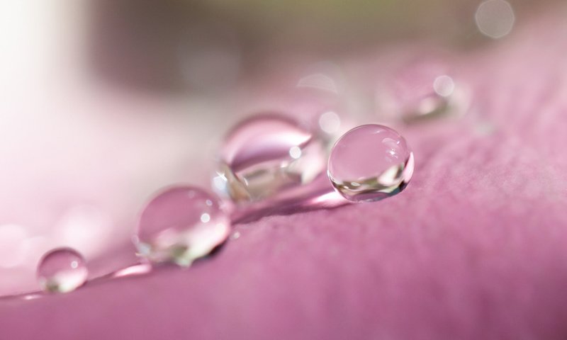 Обои вода, макро, капли, капля, лепесток, water, macro, drops, drop, petal разрешение 1920x1200 Загрузить