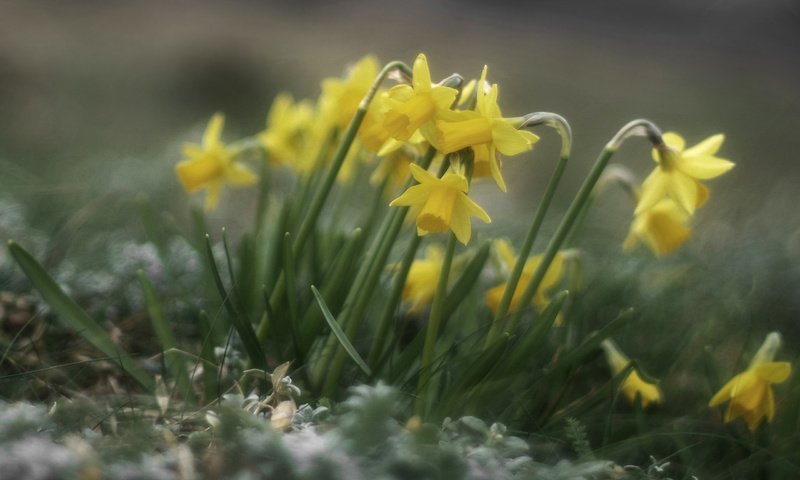 Обои цветы, весна, нарциссы, желтые, flowers, spring, daffodils, yellow разрешение 2560x1600 Загрузить