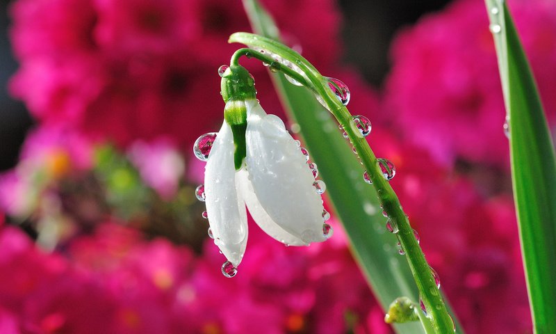 Обои цветок, капли, размытость, весна, подснежник, капельки росы, flower, drops, blur, spring, snowdrop, drops of dew разрешение 1920x1200 Загрузить