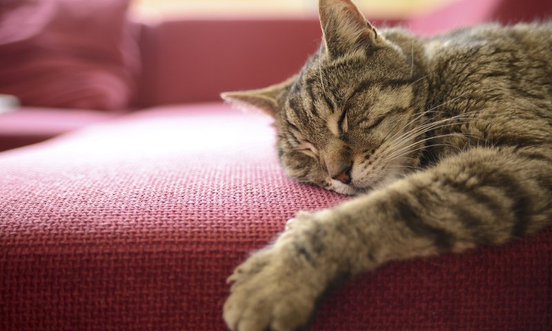 Обои кот, мордочка, кошка, сон, лапка, cat, muzzle, sleep, foot разрешение 2560x1600 Загрузить