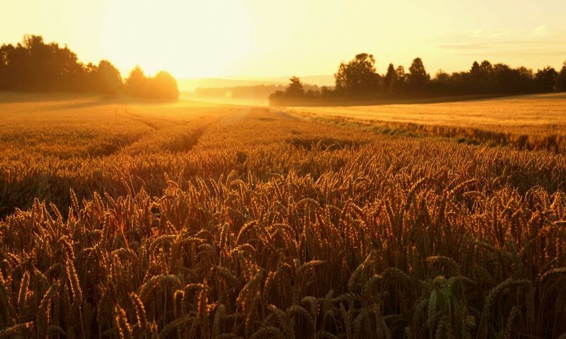 Обои восход, природа, пейзаж, поле, колосья, пшеница, sunrise, nature, landscape, field, ears, wheat разрешение 1920x1200 Загрузить