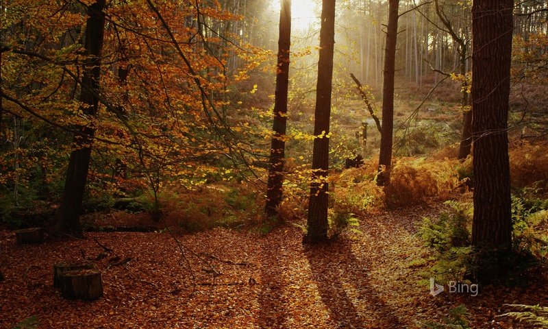 Обои деревья, лес, листья, стволы, листва, осень, trees, forest, leaves, trunks, foliage, autumn разрешение 1920x1200 Загрузить