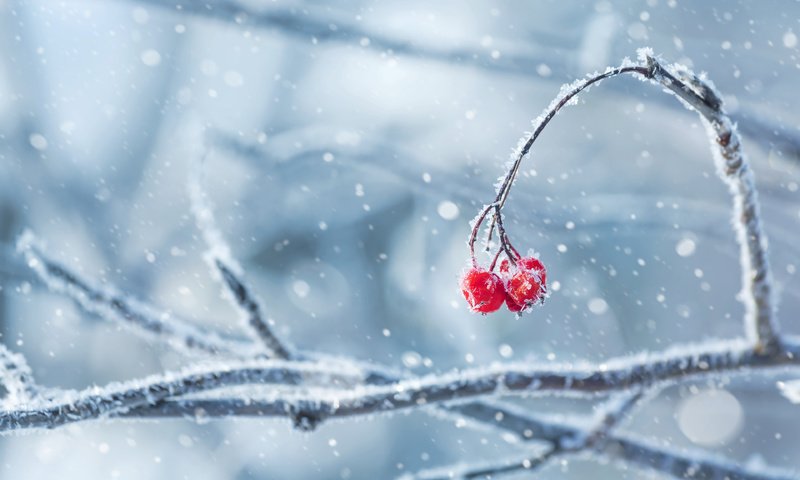 Обои снег, природа, зима, ветки, иней, ягоды, snow, nature, winter, branches, frost, berries разрешение 3840x2400 Загрузить