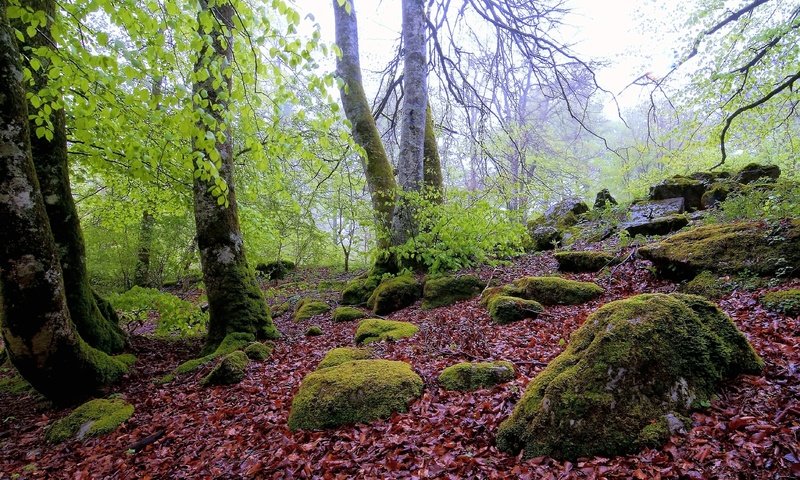 Обои деревья, камни, лес, пейзаж, осень, мох, валуны, осенние листья, trees, stones, forest, landscape, autumn, moss, boulders, autumn leaves разрешение 4288x2848 Загрузить