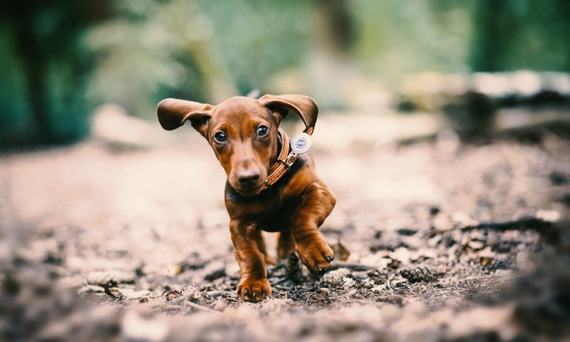 Обои глаза, мордочка, собака, щенок, уши, ошейник, такса, лапки, eyes, muzzle, dog, puppy, ears, collar, dachshund, legs разрешение 2048x1365 Загрузить