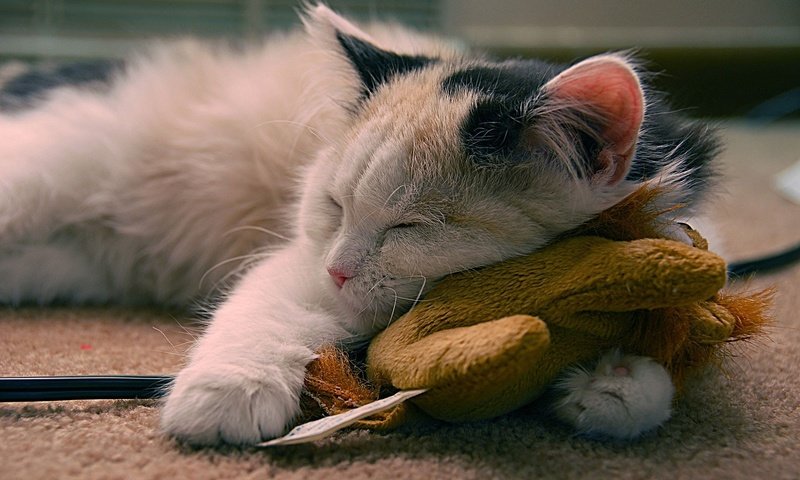 Обои кот, мордочка, кошка, сон, игрушка, провод, лапки, cat, muzzle, sleep, toy, wire, legs разрешение 1920x1200 Загрузить
