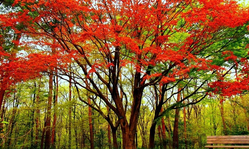 Обои деревья, дерево, парк, осень, скамейка, клен, trees, tree, park, autumn, bench, maple разрешение 1920x1440 Загрузить