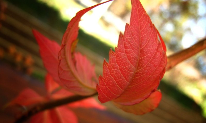 Обои ветка, природа, листья, осень, боке, осенние листья, branch, nature, leaves, autumn, bokeh, autumn leaves разрешение 2820x2196 Загрузить