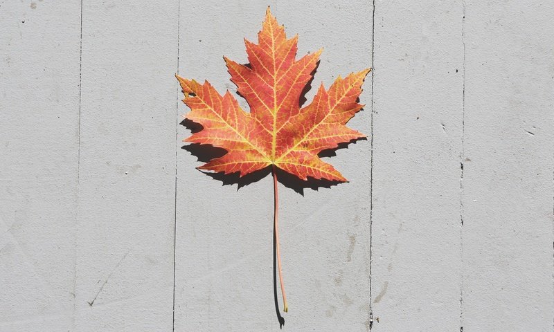 Обои осень, лист, кленовый лист, деревянная поверхность, autumn, sheet, maple leaf, wooden surface разрешение 5760x3840 Загрузить