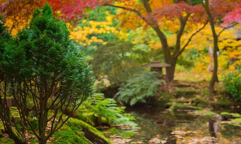 Обои деревья, вода, река, ручей, осень, япония, сад, trees, water, river, stream, autumn, japan, garden разрешение 4199x2796 Загрузить