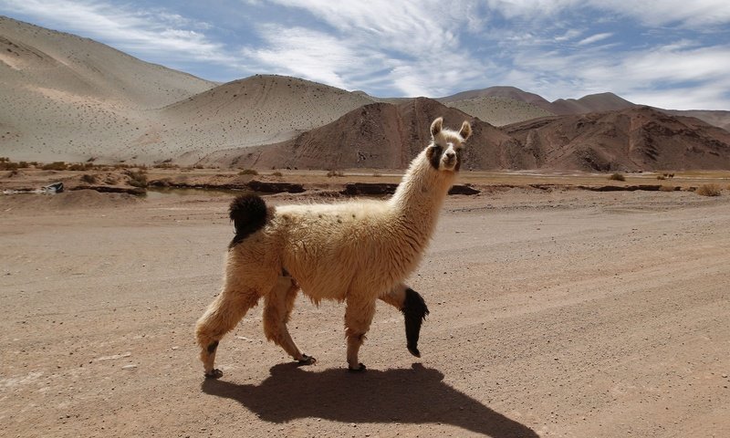 Обои дорога, горы, тень, животное, лама, альпака, альпаки, road, mountains, shadow, animal, lama, alpaca разрешение 3000x2113 Загрузить