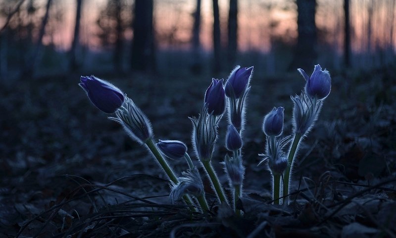 Обои лесные цветы, forest flowers разрешение 1920x1260 Загрузить