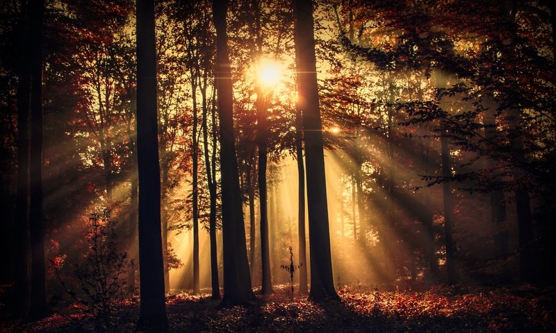 Обои деревья, лес, лучи солнца, стволы, солнечные лучи, trees, forest, the rays of the sun, trunks, the sun's rays разрешение 6144x4096 Загрузить