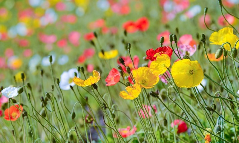 Обои цветы, маковое поле, бутоны, лепестки, красные, маки, розовые, стебли, желтые, flowers, poppy field, buds, petals, red, maki, pink, stems, yellow разрешение 2048x1367 Загрузить
