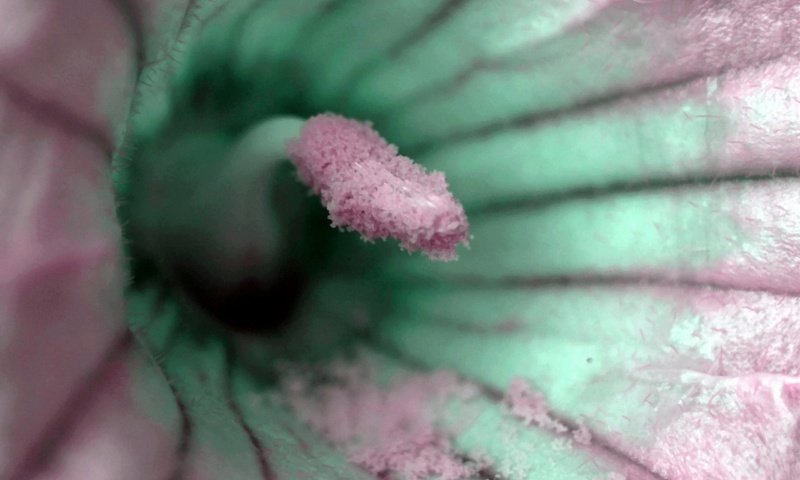 Обои цветок, пыльца, крупным планом, flower, pollen, closeup разрешение 2560x1600 Загрузить