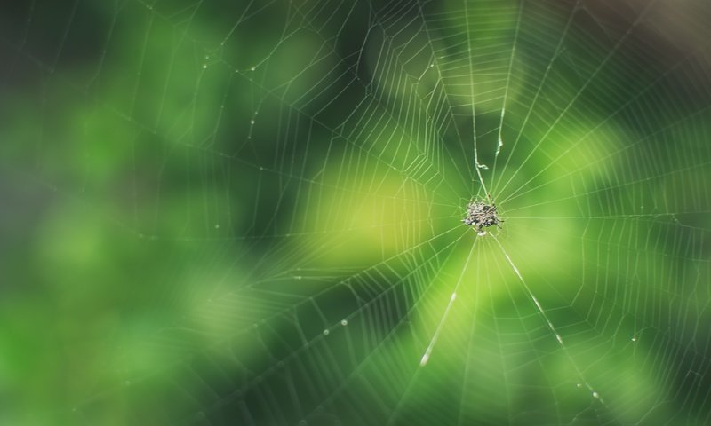 Обои макро, фон, размытость, паук, паутина, macro, background, blur, spider, web разрешение 2048x1365 Загрузить