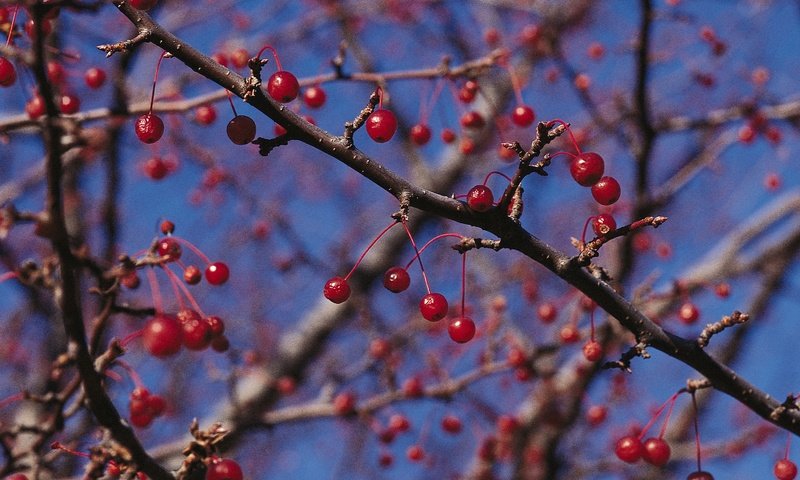 Обои природа, ветки, красные, ягоды, nature, branches, red, berries разрешение 2950x2094 Загрузить