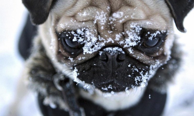 Обои снег, мордочка, взгляд, собака, мопс, snow, muzzle, look, dog, pug разрешение 1920x1200 Загрузить