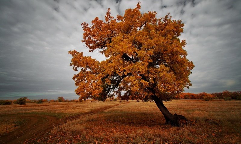Обои природа, дерево, пейзаж, поле, осень, nature, tree, landscape, field, autumn разрешение 1920x1200 Загрузить