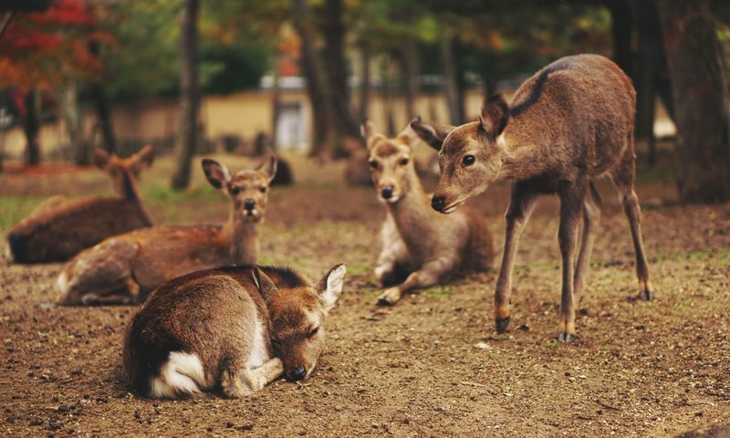 Обои природа, животные, олени, оленята, nature, animals, deer, fawns разрешение 3000x2000 Загрузить