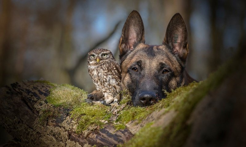 Обои сова, бельгийская овчарка, взгляд, tanja brandt, tanja brandt., собака, птица, друзья, овчарка, совенок, малинуа, owl, belgian shepherd, look, dog, bird, friends, shepherd, owlet, malinois разрешение 1920x1200 Загрузить