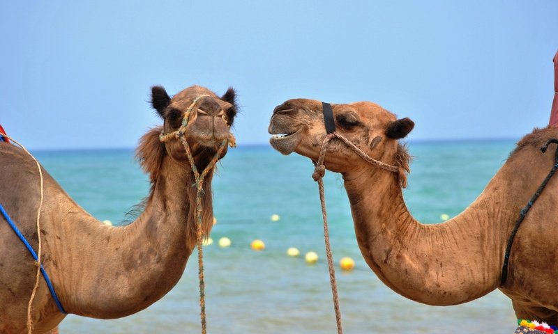 Обои небо, море, горизонт, верблюд, шея, морды, верблюды, the sky, sea, horizon, camel, neck, muzzle, camels разрешение 3861x2585 Загрузить