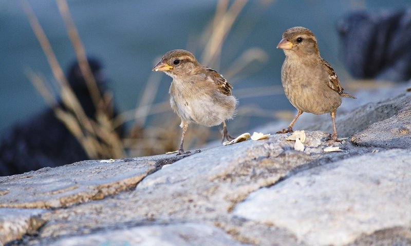 Обои птицы, клюв, воробей, перья, воробьи, birds, beak, sparrow, feathers, sparrows разрешение 3888x2592 Загрузить