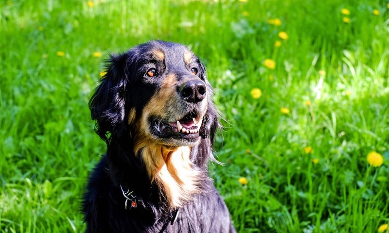 Обои трава, мордочка, взгляд, собака, одуванчики, ховаварт, grass, muzzle, look, dog, dandelions, hovawart разрешение 1920x1281 Загрузить