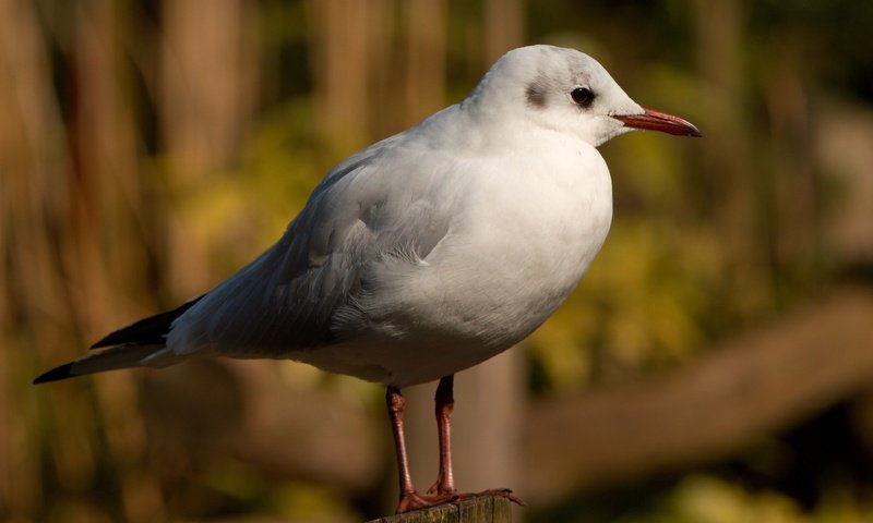 Обои размытость, чайка, птица, клюв, перья, blur, seagull, bird, beak, feathers разрешение 3840x2400 Загрузить